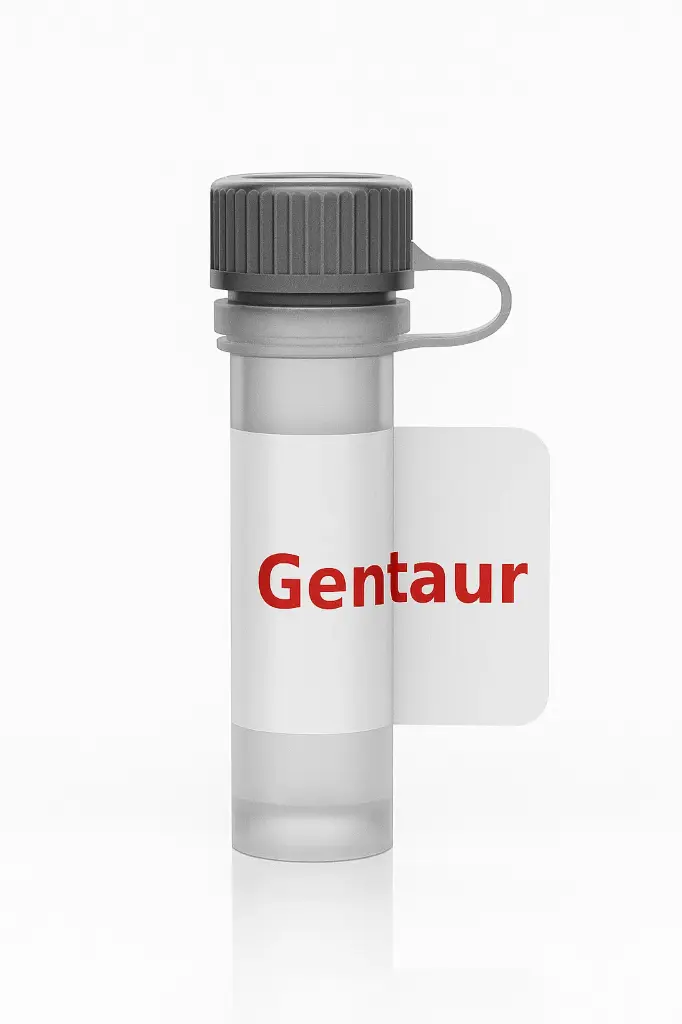 1. ARSB Polyclonal Antibody Produced in Rabbit